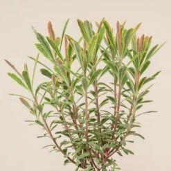 Euphorbia X Martinii ‘Ascott Rainbow’ -The Palm Centre Store 665 scaled 1