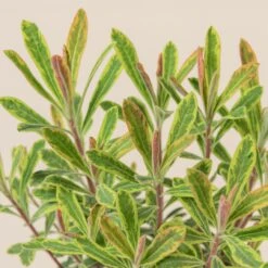 Euphorbia X Martinii ‘Ascott Rainbow’ -The Palm Centre Store 666 scaled 1