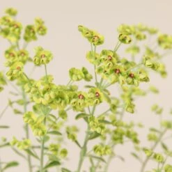 Euphorbia X Martinii ‘Ascott Rainbow’ -The Palm Centre Store 667 scaled 1