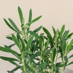 Euphorbia Characias ‘Wulfenii’ -The Palm Centre Store 680