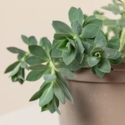 Euphorbia Myrsinites -The Palm Centre Store 698 1