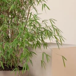 Fargesia Angustissima -The Palm Centre Store 7 scaled 1