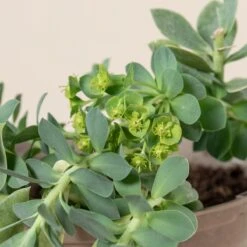 Euphorbia Myrsinites -The Palm Centre Store 700 1