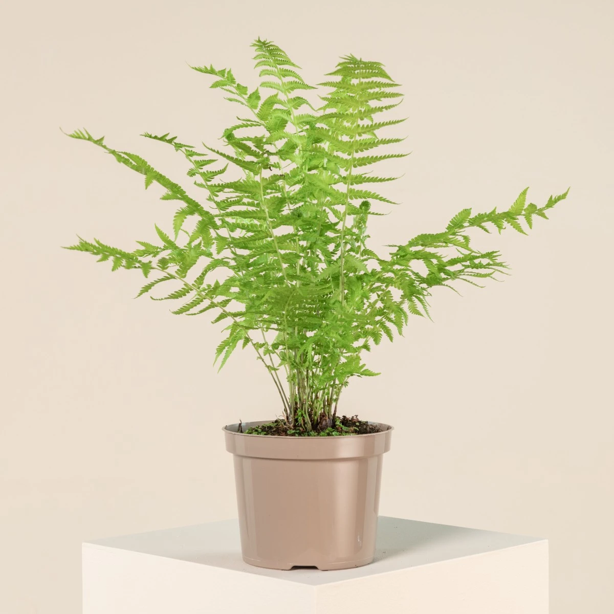 Matteuccia Struthiopteris 2 Matteuccia Struthiopteris - Image 2