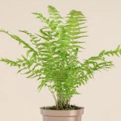 Matteuccia Struthiopteris 14 Matteuccia Struthiopteris -The Palm Centre Store 718 3