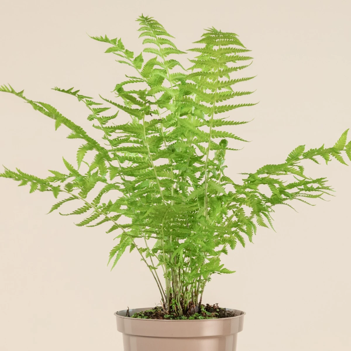 Matteuccia Struthiopteris 4 Matteuccia Struthiopteris - Image 4