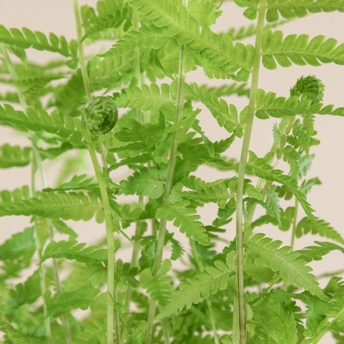 Matteuccia Struthiopteris 6 Matteuccia Struthiopteris - Image 6