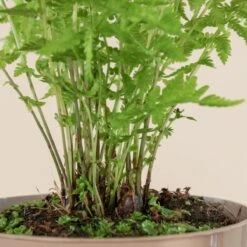 Matteuccia Struthiopteris 18 Matteuccia Struthiopteris -The Palm Centre Store 720 3