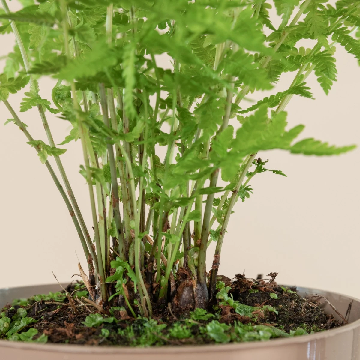 Matteuccia Struthiopteris 8 Matteuccia Struthiopteris - Image 8