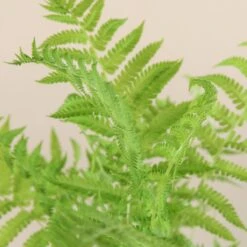 Matteuccia Struthiopteris 20 Matteuccia Struthiopteris -The Palm Centre Store 721 1