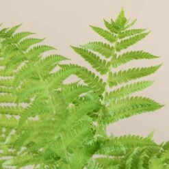 Matteuccia Struthiopteris 21 Matteuccia Struthiopteris -The Palm Centre Store 722