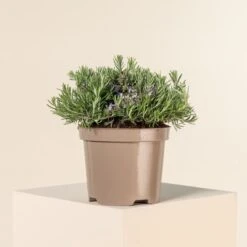 Salvia Rosmarinus ‘Prostratus’