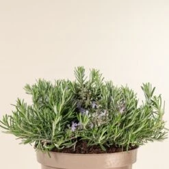 Salvia Rosmarinus ‘Prostratus’ -The Palm Centre Store 761