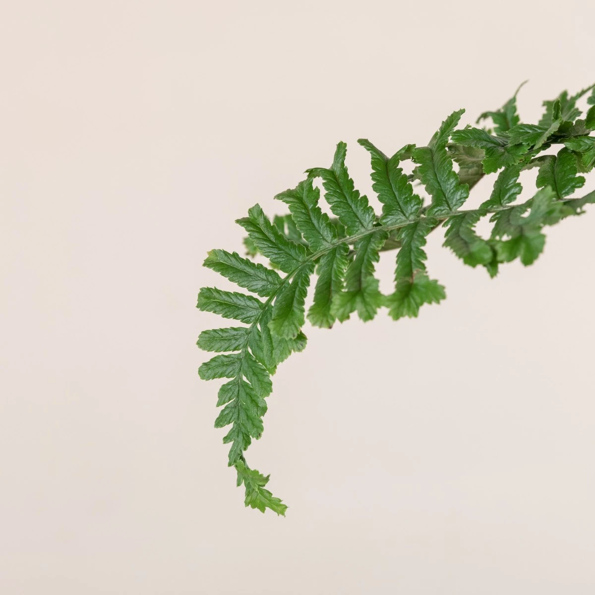 Dryopteris Affinis ‘Cristata The King’ 2 Dryopteris Affinis ‘Cristata The King’ - Image 2