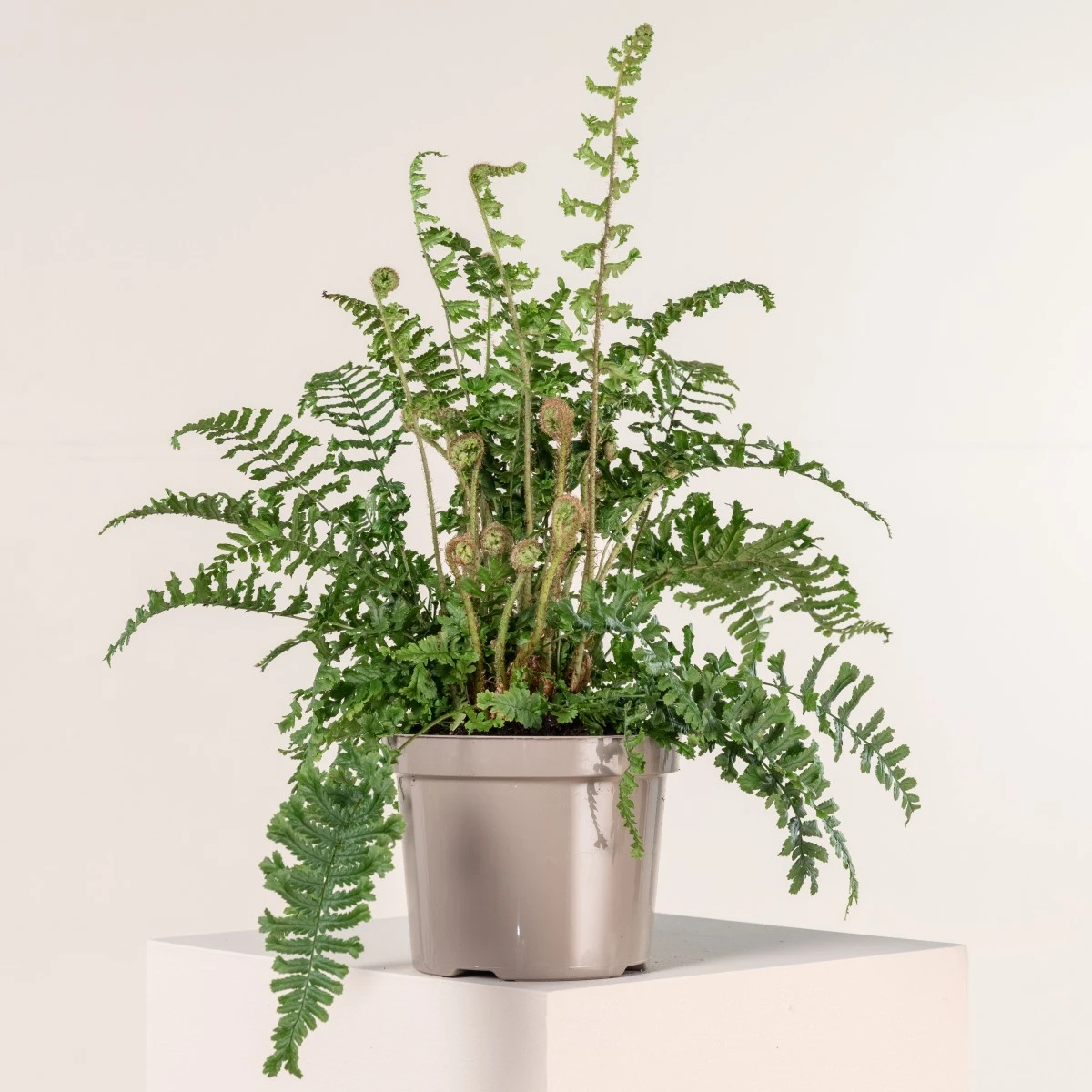 Dryopteris Affinis ‘Cristata The King’ 1 Dryopteris Affinis ‘Cristata The King’