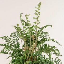 Dryopteris Affinis ‘Cristata The King’ 7 Dryopteris Affinis ‘Cristata The King’ -The Palm Centre Store 774