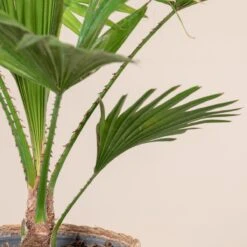 Livistona Rotundifolia -The Palm Centre Store 796