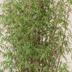 Fargesia Angustissima -The Palm Centre Store 8 scaled 1