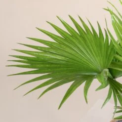 Livistona Rotundifolia -The Palm Centre Store 800 scaled 1