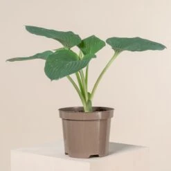 Hosta Sieboldiana ‘Elegans’