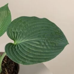 Hosta Sieboldiana ‘Elegans’ -The Palm Centre Store 838