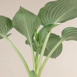 Hosta Sieboldiana ‘Elegans’ -The Palm Centre Store 839