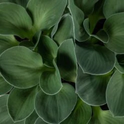 Hosta ‘Blue Mouse Ears’ -The Palm Centre Store 845