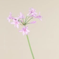 Tulbaghia Violacea 8 Tulbaghia Violacea -The Palm Centre Store 853