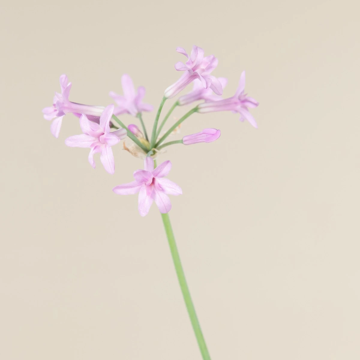 Tulbaghia Violacea 4 Tulbaghia Violacea - Image 4