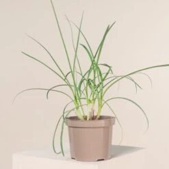 Tulbaghia Violacea 7 Tulbaghia Violacea -The Palm Centre Store 856 scaled 1