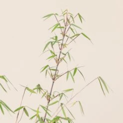 Fargesia Angustissima -The Palm Centre Store 9 scaled 1