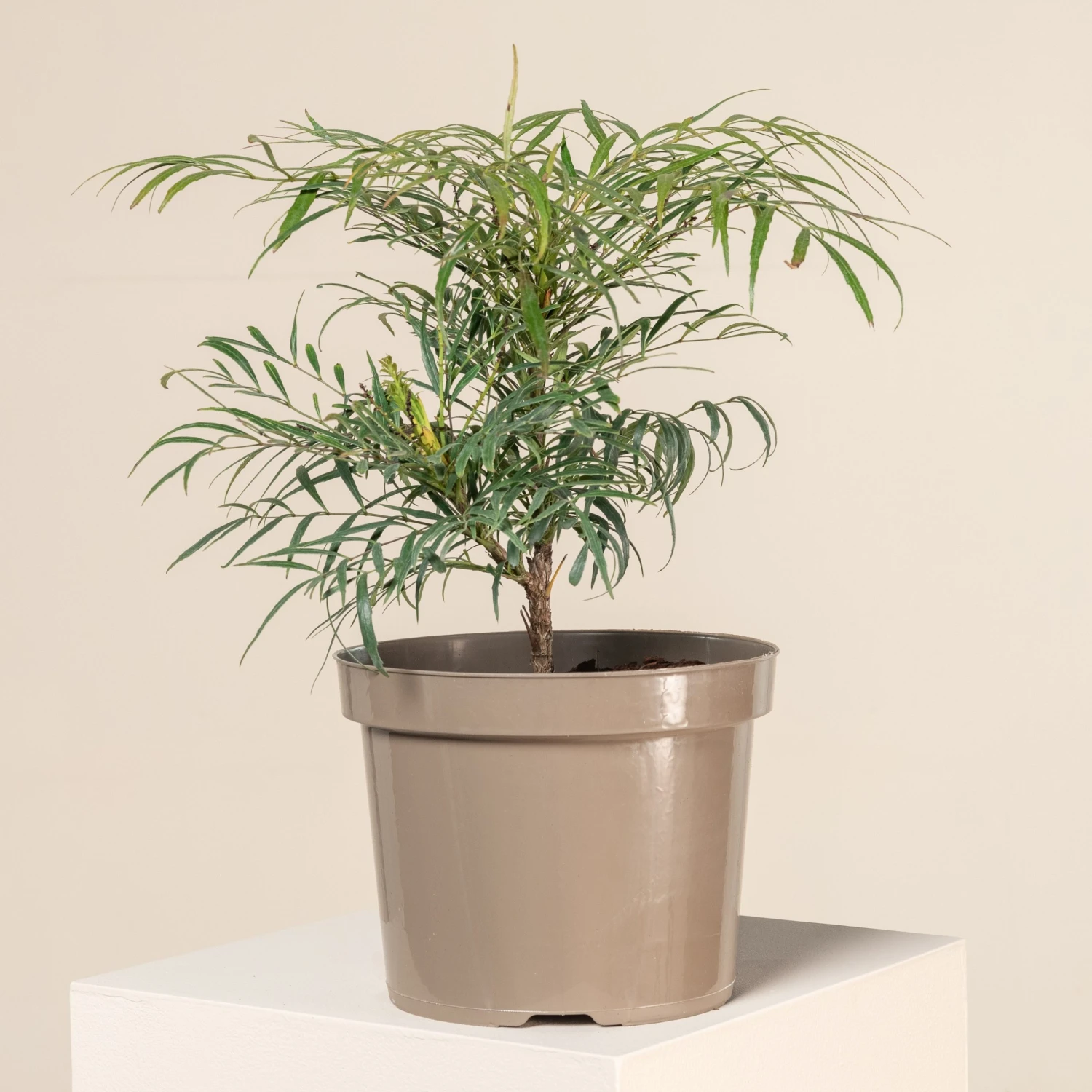 Mahonia ‘Soft Caress’ 2 Mahonia ‘Soft Caress’ - Image 2