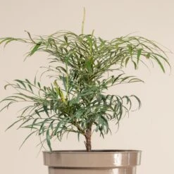 Mahonia ‘Soft Caress’ 10 Mahonia ‘Soft Caress’ -The Palm Centre Store 912 1 scaled 1