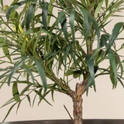 Mahonia ‘Soft Caress’ 11 Mahonia ‘Soft Caress’ -The Palm Centre Store 913 1 scaled 1