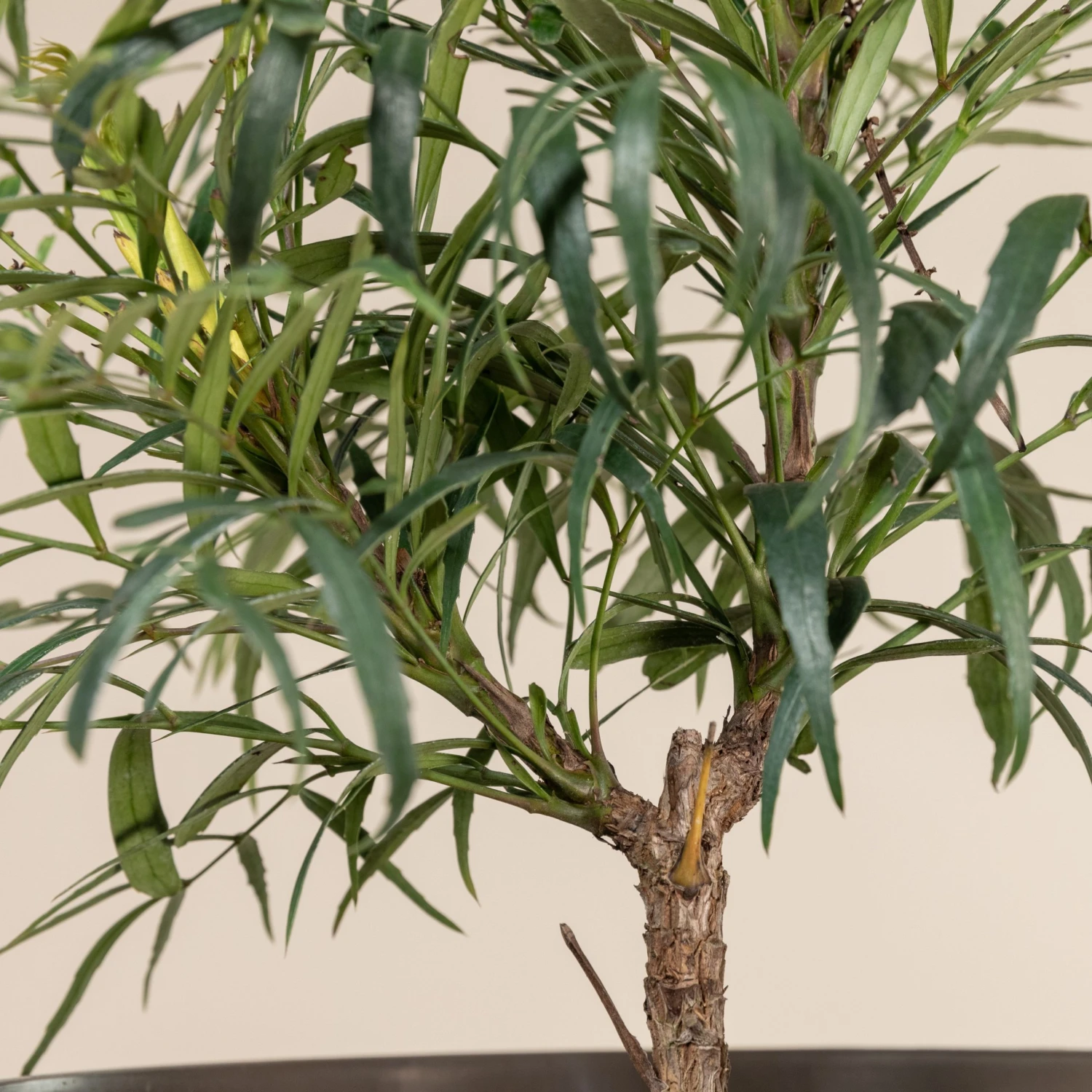 Mahonia ‘Soft Caress’ 4 Mahonia ‘Soft Caress’ - Image 4