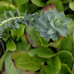 Euphorbia Myrsinites -The Palm Centre Store 928 1