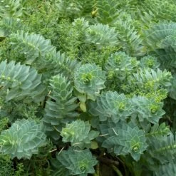 Euphorbia Myrsinites -The Palm Centre Store 929 1