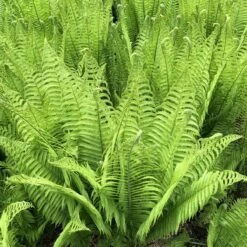 Matteuccia Struthiopteris 13 Matteuccia Struthiopteris -The Palm Centre Store 930