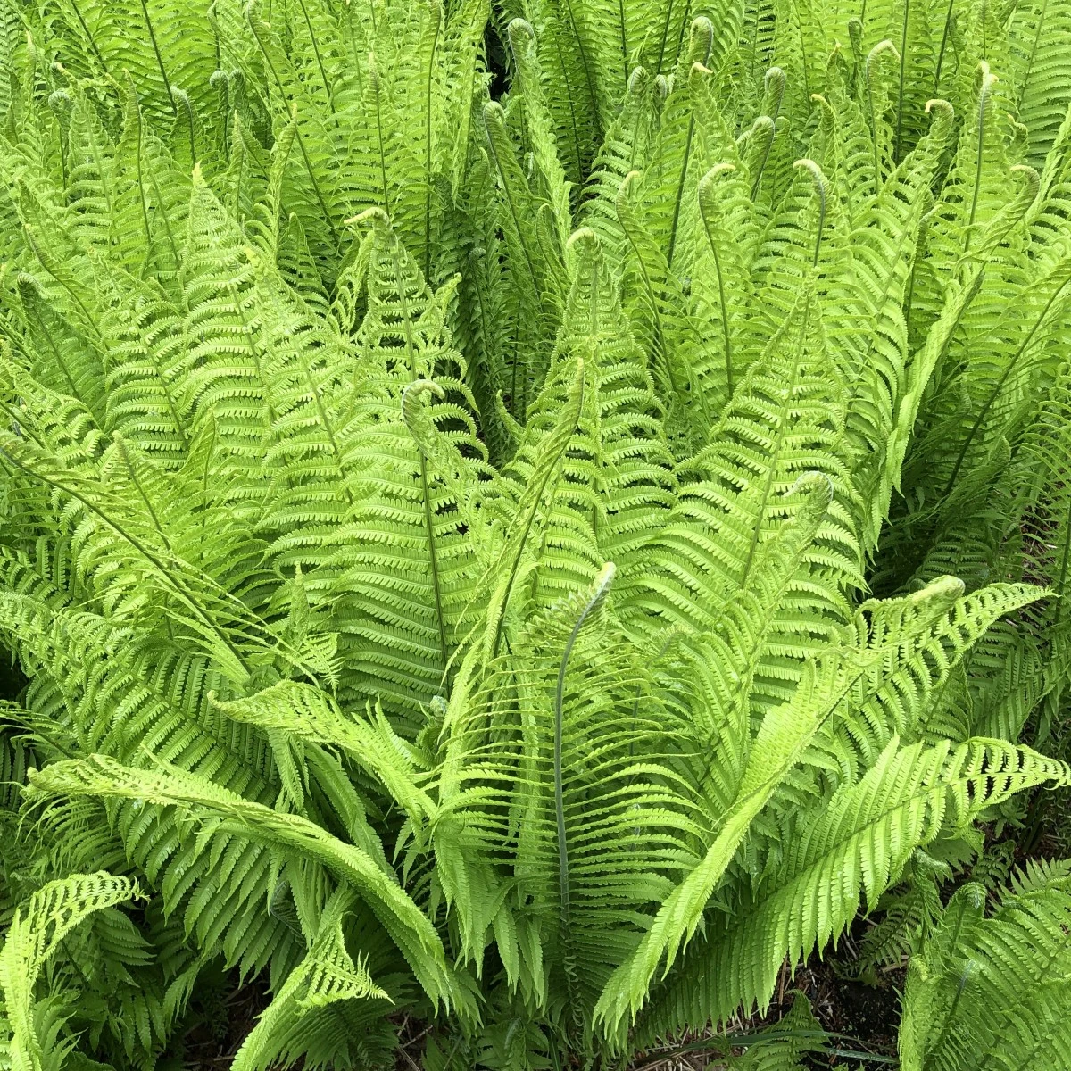 Matteuccia Struthiopteris 3 Matteuccia Struthiopteris - Image 3