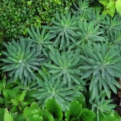 Euphorbia Characias ‘Wulfenii’ -The Palm Centre Store 941