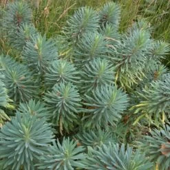 Euphorbia Characias ‘Wulfenii’ -The Palm Centre Store 942