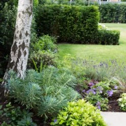 Euphorbia Characias ‘Wulfenii’ -The Palm Centre Store 944