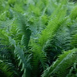 Matteuccia Struthiopteris 17 Matteuccia Struthiopteris -The Palm Centre Store 950