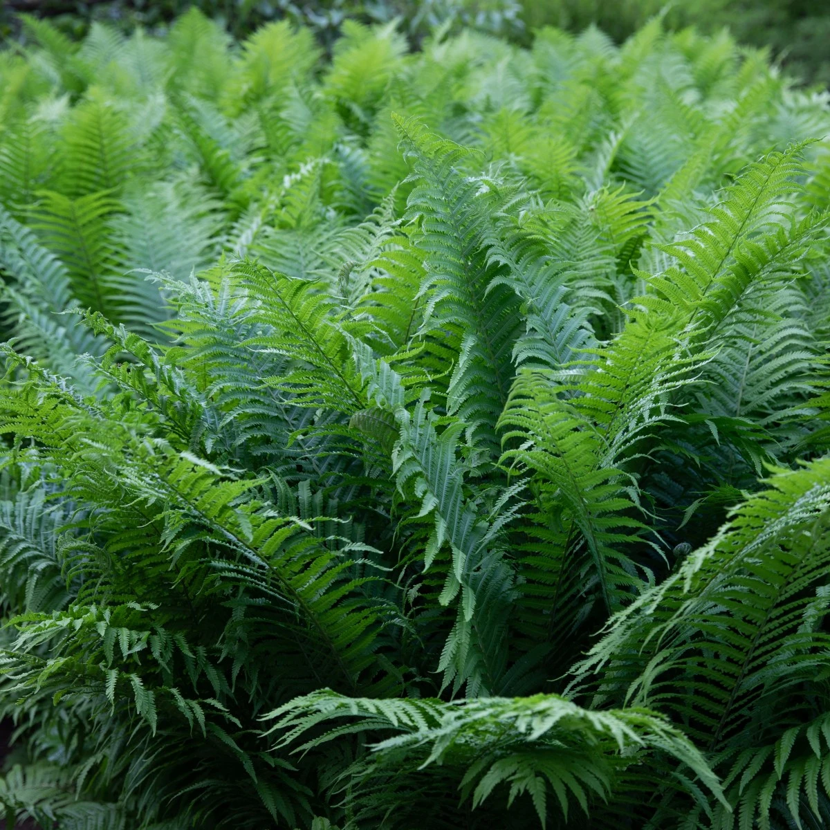 Matteuccia Struthiopteris 9 Matteuccia Struthiopteris - Image 9