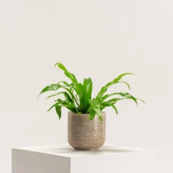 Asplenium Antiquum -The Palm Centre Store AAN 5