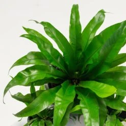 Asplenium Antiquum -The Palm Centre Store AAN 60a969cca44ab