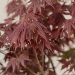Acer Palmatum ‘Red Flash’ 13 Acer Palmatum ‘Red Flash’ -The Palm Centre Store AFL scaled 1