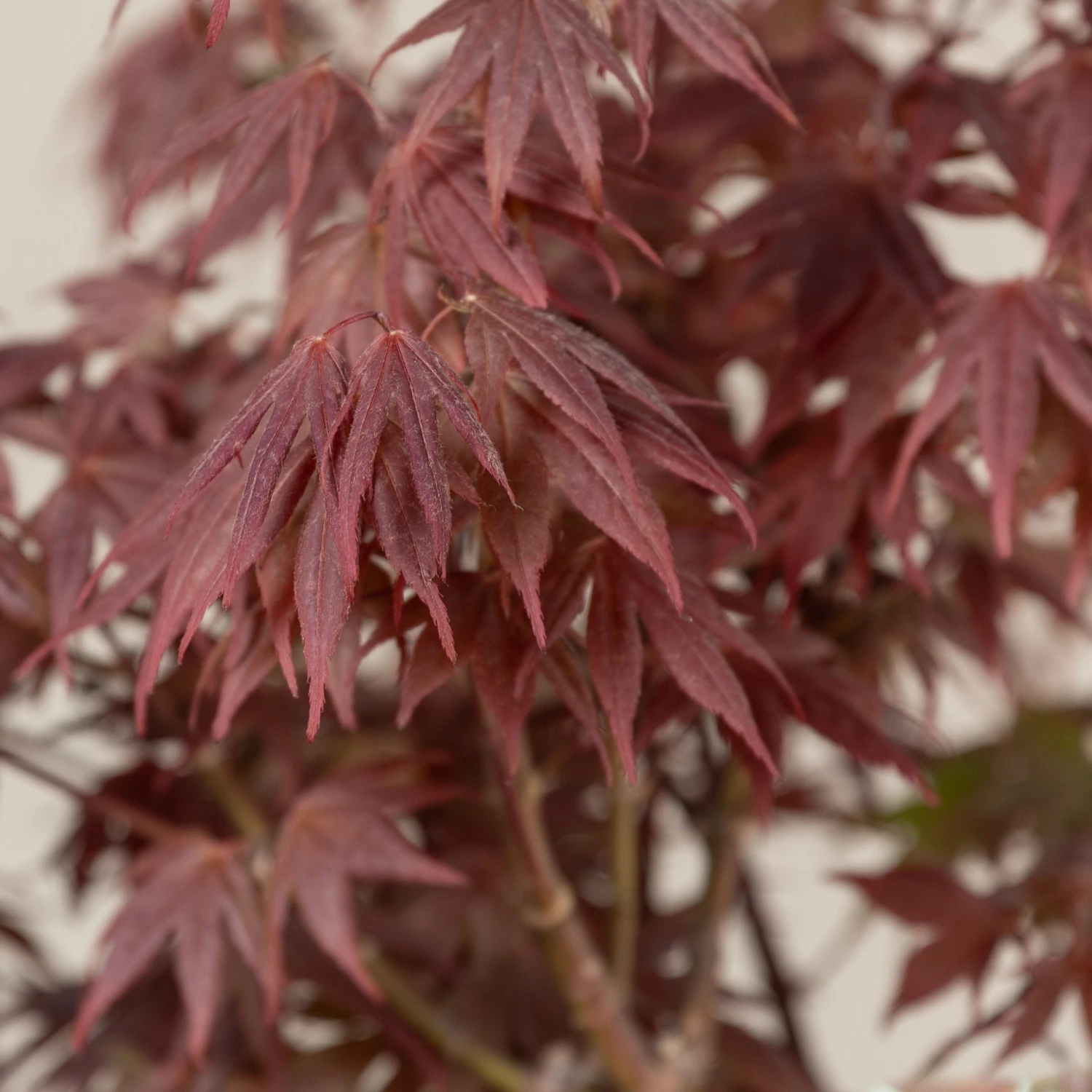 Acer Palmatum ‘Red Flash’ 3 Acer Palmatum ‘Red Flash’ - Image 3