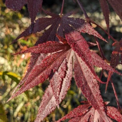 Acer Palmatum ‘Red Flash’ 18 Acer Palmatum ‘Red Flash’ -The Palm Centre Store AFL 62535399fa9fd