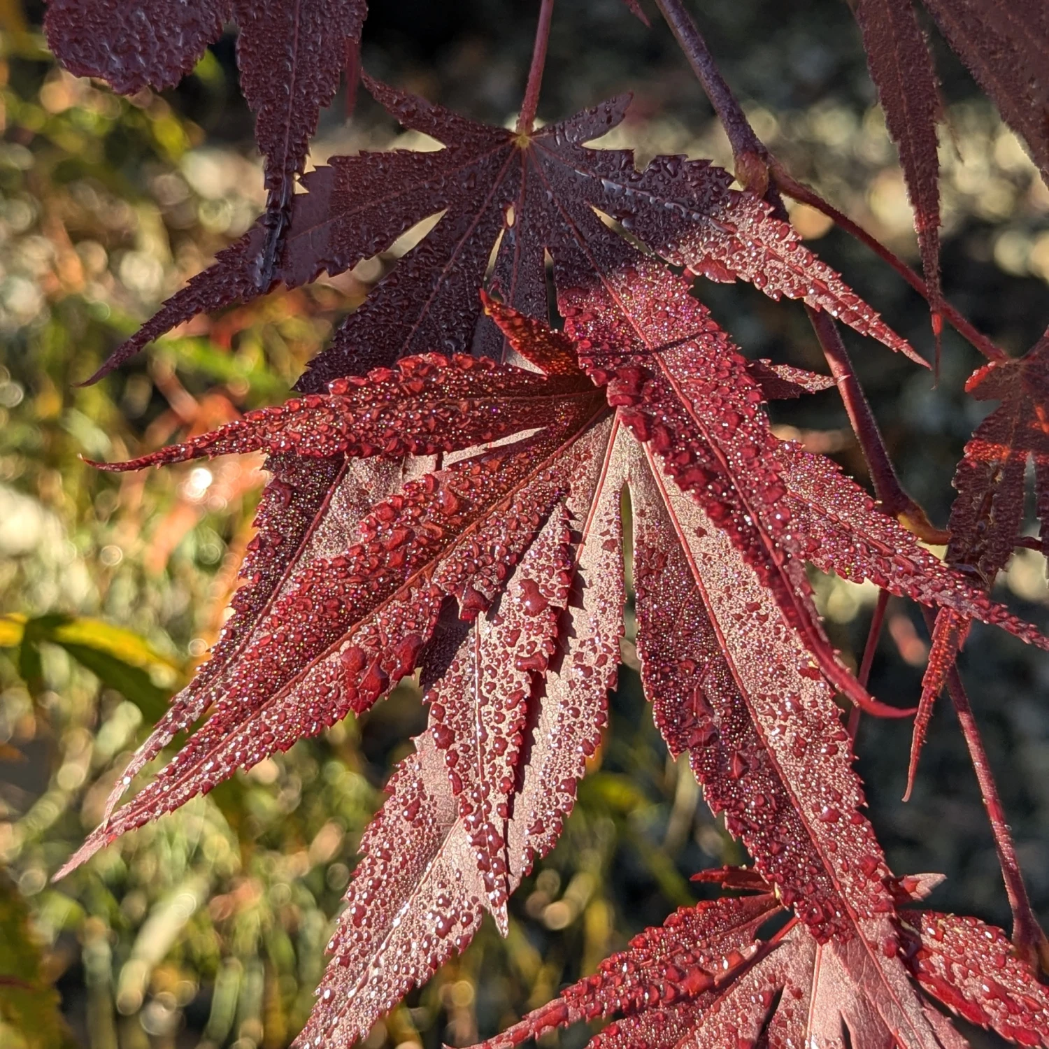 Acer Palmatum ‘Red Flash’ 8 Acer Palmatum ‘Red Flash’ - Image 8
